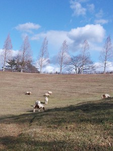 鞍ヶ池公園 牧場